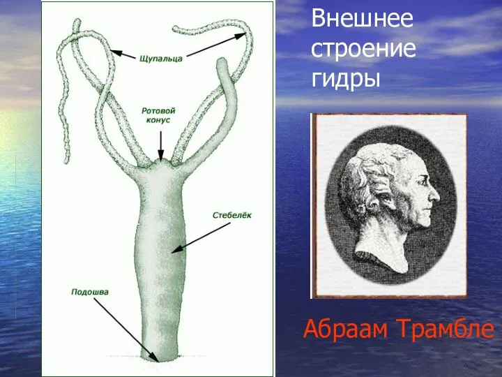 Внешнее строение гидры Абраам Трамбле