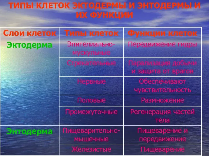 ТИПЫ КЛЕТОК ЭКТОДЕРМЫ И ЭНТОДЕРМЫ И ИХ ФУНКЦИИ