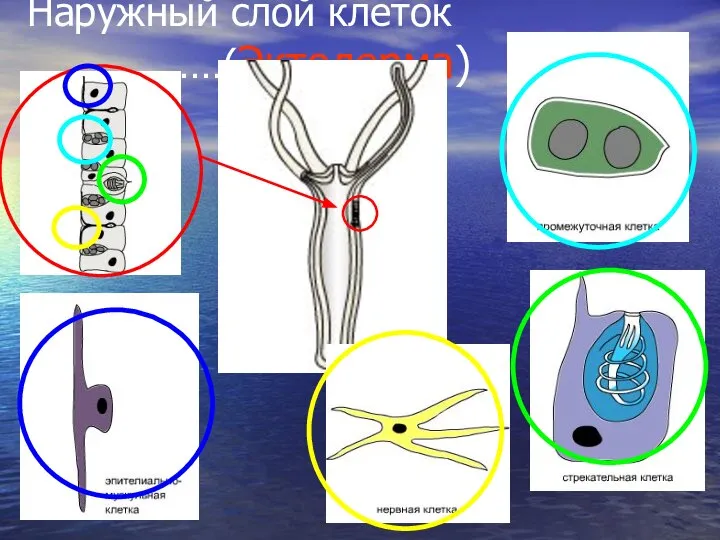 Наружный слой клеток ………………(Эктодерма)