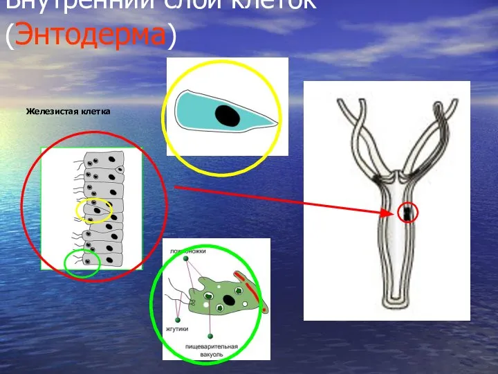 Внутренний слой клеток (Энтодерма) Железистая клетка