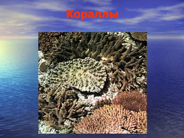 Кораллы