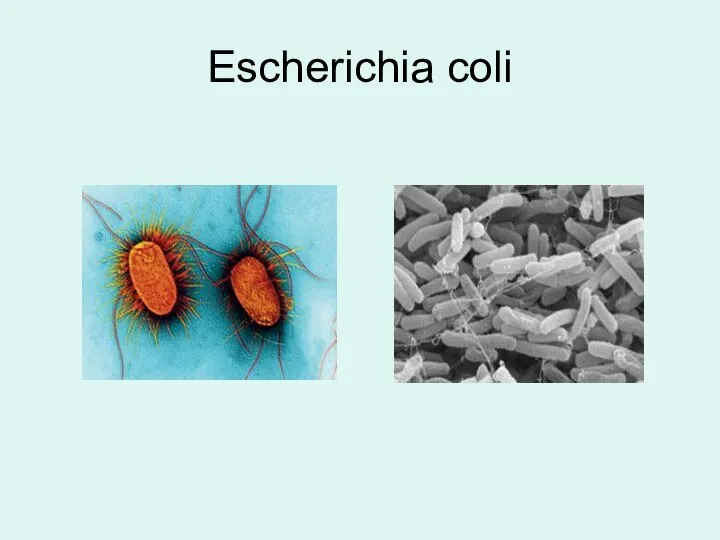 Escherichia coli