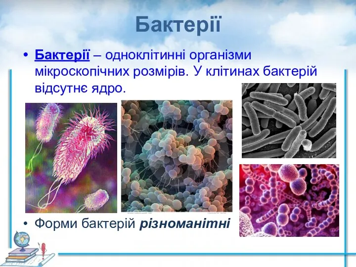 Бактерії Бактерії – одноклітинні організми мікроскопічних розмірів. У клітинах бактерій відсутнє ядро. Форми бактерій різноманітні