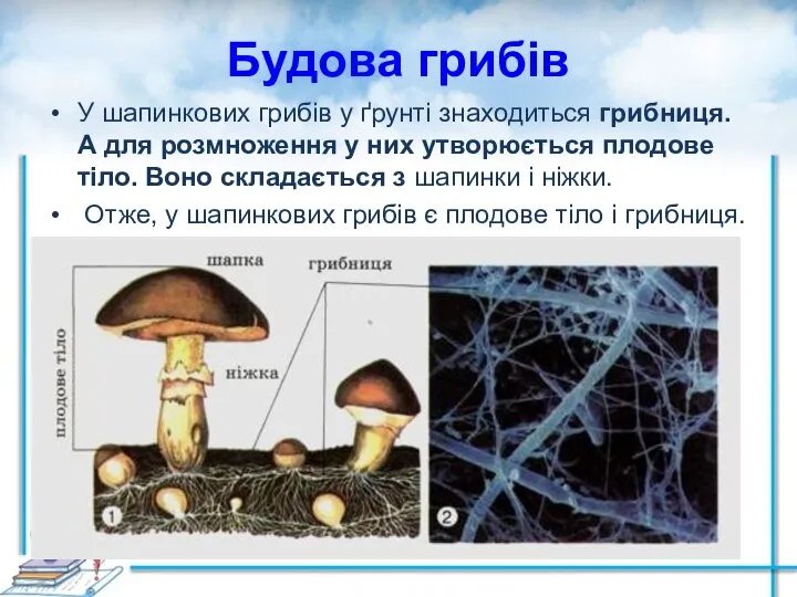 Будова грибів У шапинкових грибів у ґрунті знаходиться грибниця. А для розмноження