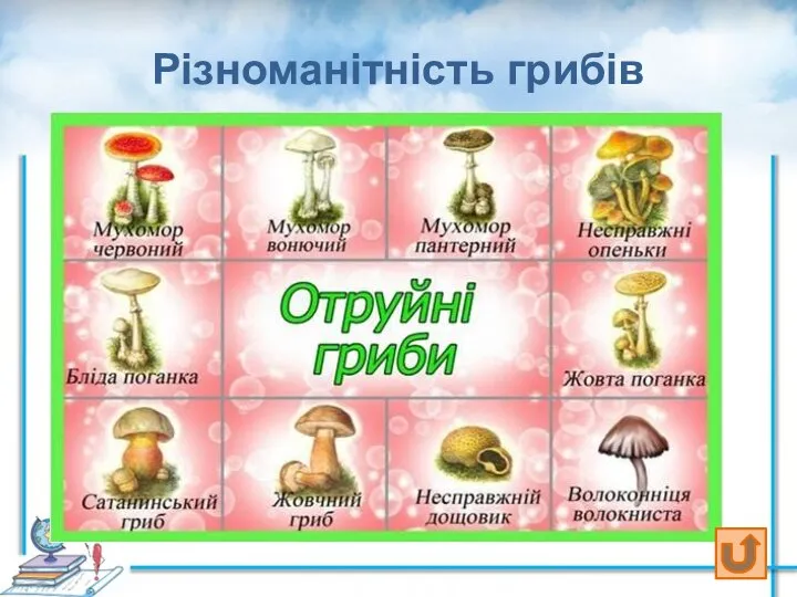 Різноманітність грибів