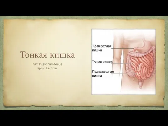 Тонкая кишка лат. Intestinum tenue греч. Enteron