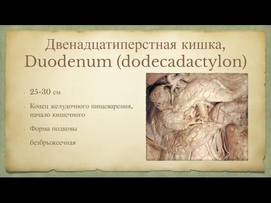 Двенадцатиперстная кишка, Duodenum (dodecadactylon) 25-30 см Конец желудочного пищеварения, начало кишечного Форма подковы безбрыжеечная