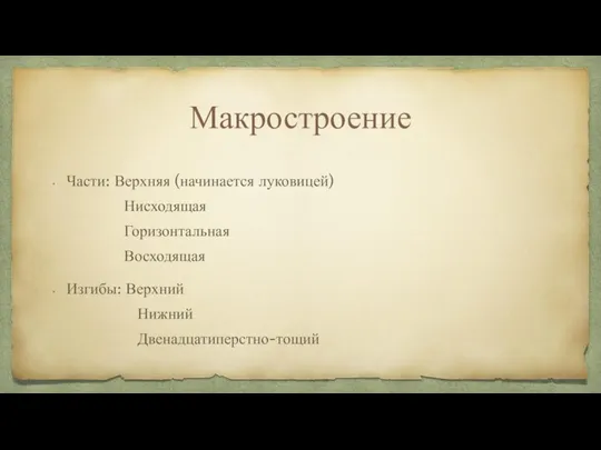 Макростроение Части: Верхняя (начинается луковицей) Нисходящая Горизонтальная Восходящая Изгибы: Верхний Нижний Двенадцатиперстно-тощий