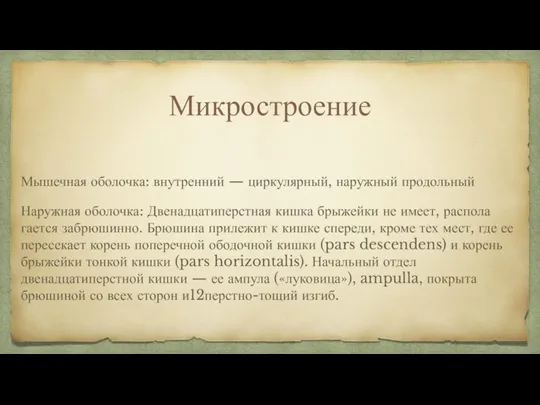 Микростроение Мышечная оболочка: внутренний — циркулярный, наружный продольный Наружная оболочка: Двенадцатиперстная кишка