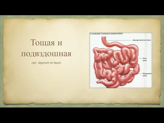 Тощая и подвздошная лат. Jejunum et Ileum