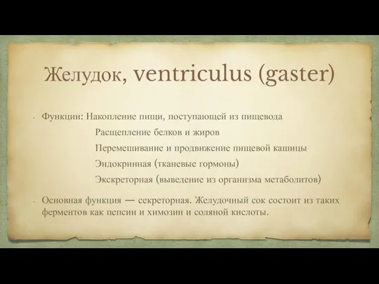 Желудок, ventriculus (gaster) Функции: Накопление пищи, поступающей из пищевода Расщепление белков и