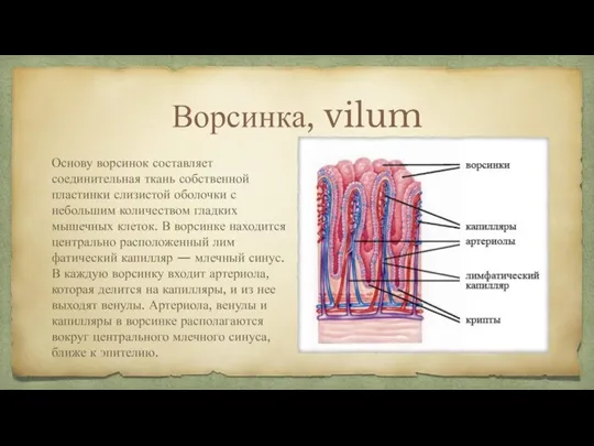 Ворсинка, vilum Основу ворсинок составляет соединительная ткань собственной пластинки слизи­стой оболочки с