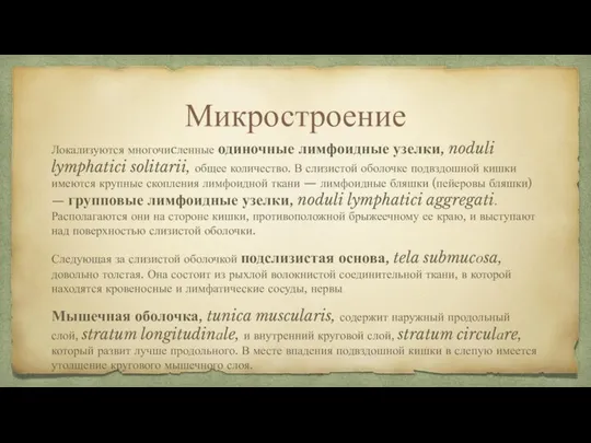 Микростроение Локализуются многочиcленные одиночные лимфоидные узелки, noduli lymphatici solitarii, общее количество. В