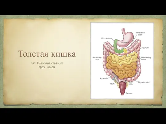 Толстая кишка лат. Intestinue crassum греч. Colon