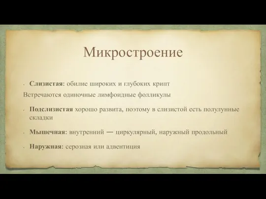 Микростроение Слизистая: обилие широких и глубоких крипт Встречаются одиночные лимфоидные фолликулы Подслизистая