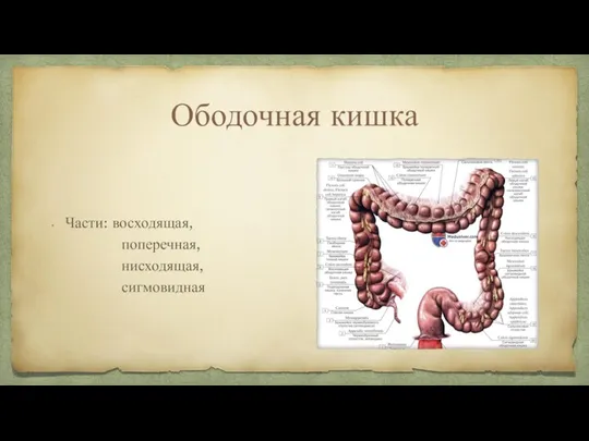 Ободочная кишка Части: восходящая, поперечная, нисходящая, сигмовидная