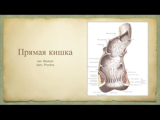 Прямая кишка лат. Rectum греч. Proctos