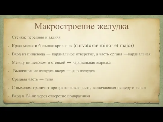 Макростроение желудка Стенки: передняя и задняя Края: малая и большая кривизны (curvaturae