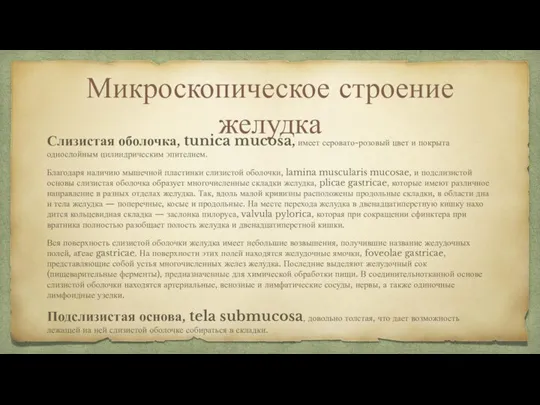 Микроскопическое строение желудка Слизистая оболочка, tunica mucosa, имеет серова­то-розовый цвет и покрыта