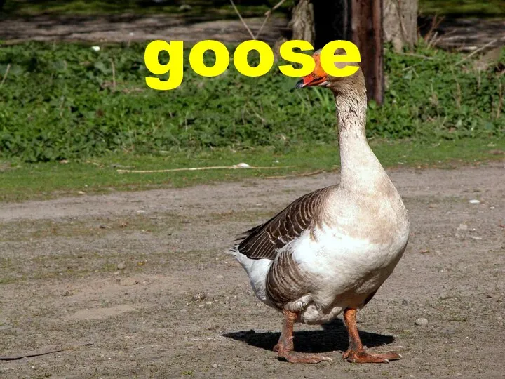 goose