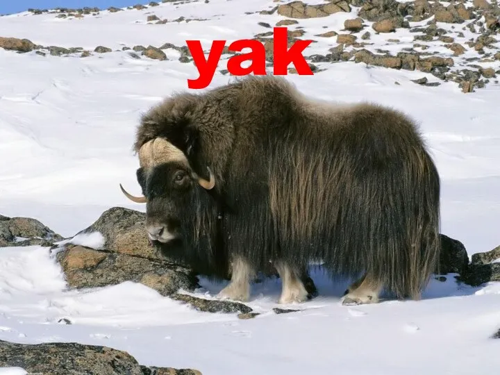 yak