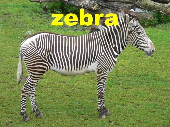 zebra