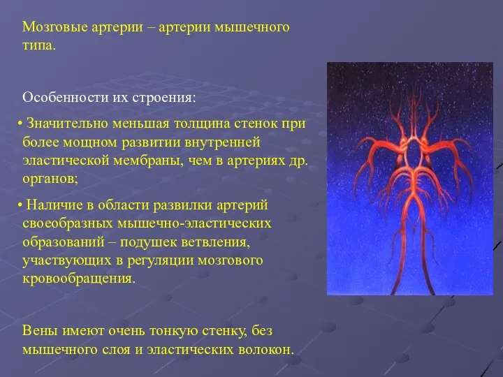 Мозговые артерии – артерии мышечного типа. Особенности их строения: Значительно меньшая толщина