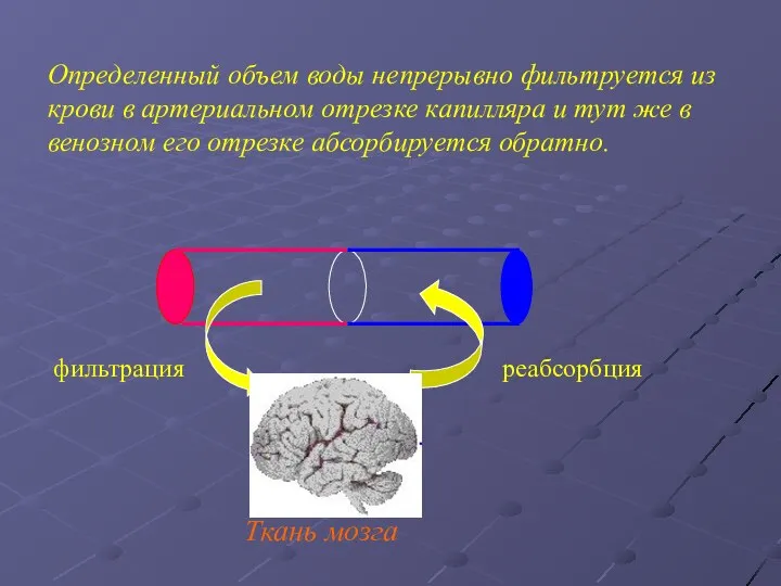 Ткань мозга Определенный объем воды непрерывно фильтруется из крови в артериальном отрезке