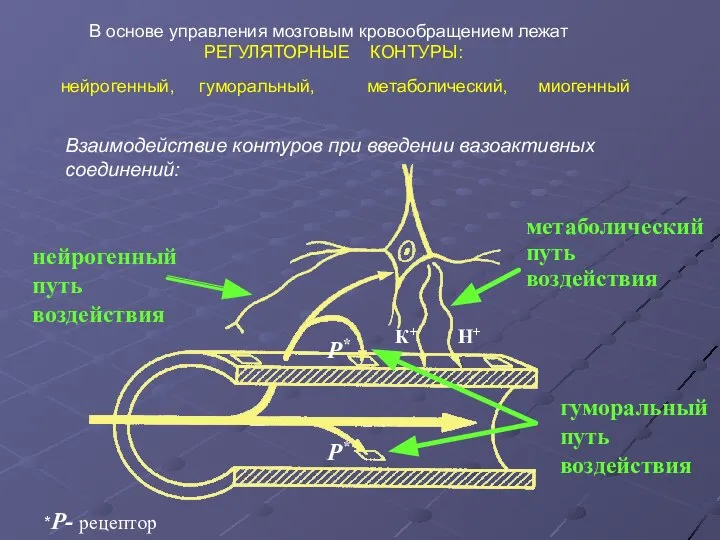 В основе управления мозговым кровообращением лежат РЕГУЛЯТОРНЫЕ КОНТУРЫ: нейрогенный, гуморальный, метаболический, миогенный