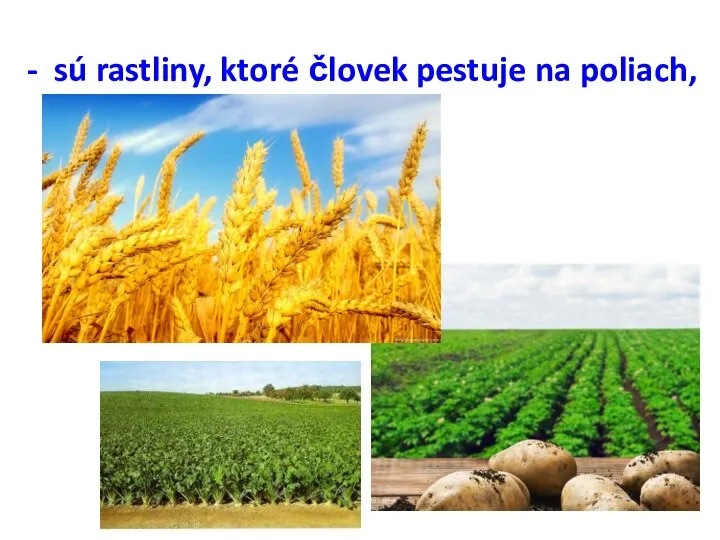 - sú rastliny, ktoré človek pestuje na poliach,