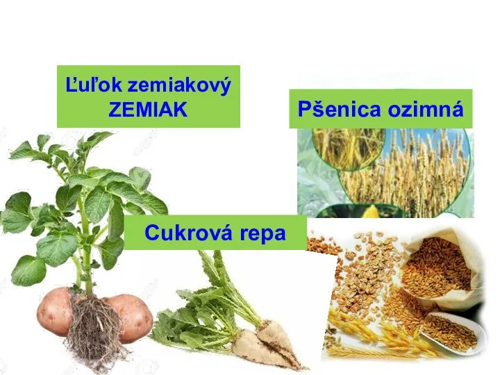 Ľuľok zemiakový ZEMIAK Cukrová repa Pšenica ozimná