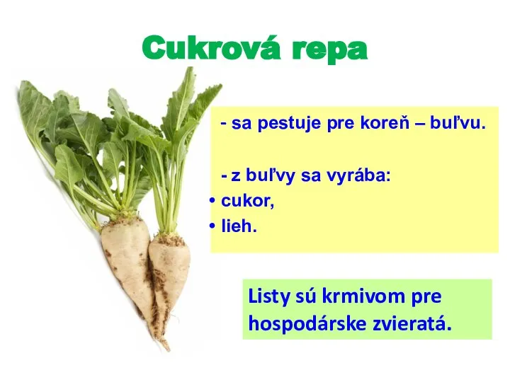 Cukrová repa - sa pestuje pre koreň – buľvu. - z buľvy