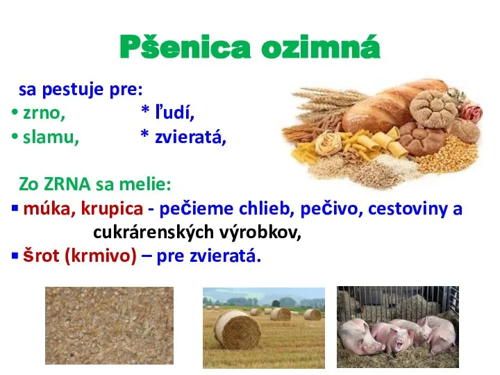 Pšenica ozimná sa pestuje pre: zrno, * ľudí, slamu, * zvieratá, Zo