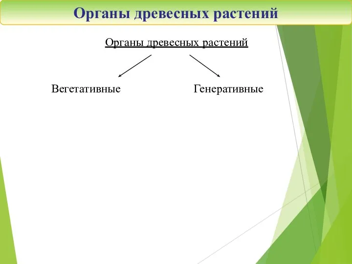 Органы древесных растений Органы древесных растений Вегетативные Генеративные