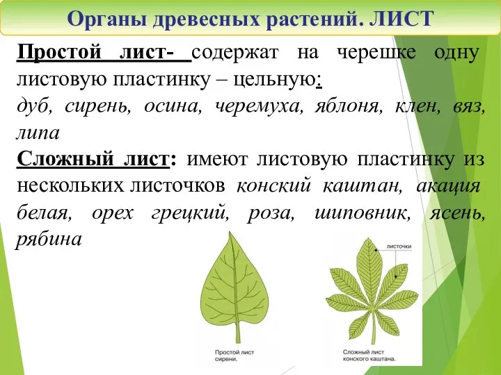Органы древесных растений. ЛИСТ Простой лист- содержат на черешке одну листовую пластинку