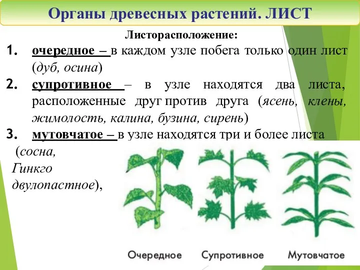 Органы древесных растений. ЛИСТ Листорасположение: очередное – в каждом узле побега только