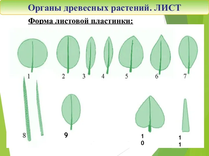 Органы древесных растений. ЛИСТ Форма листовой пластинки: 9 10 11