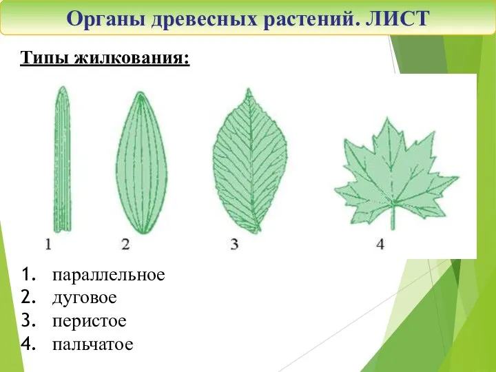 Органы древесных растений. ЛИСТ Типы жилкования: параллельное дуговое перистое пальчатое