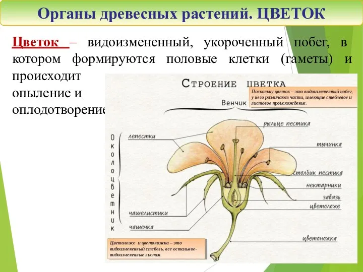 Органы древесных растений. ЦВЕТОК Цветок – видоизмененный, укороченный побег, в котором формируются