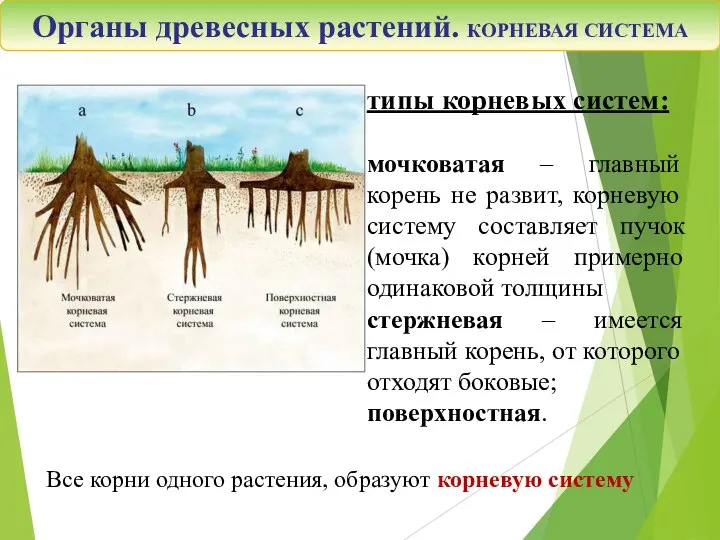 Органы древесных растений. КОРНЕВАЯ СИСТЕМА типы корневых систем: мочковатая – главный корень