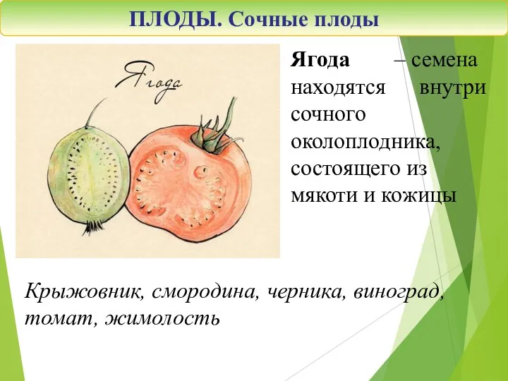 Ягода – семена находятся внутри сочного околоплодника, состоящего из мякоти и кожицы