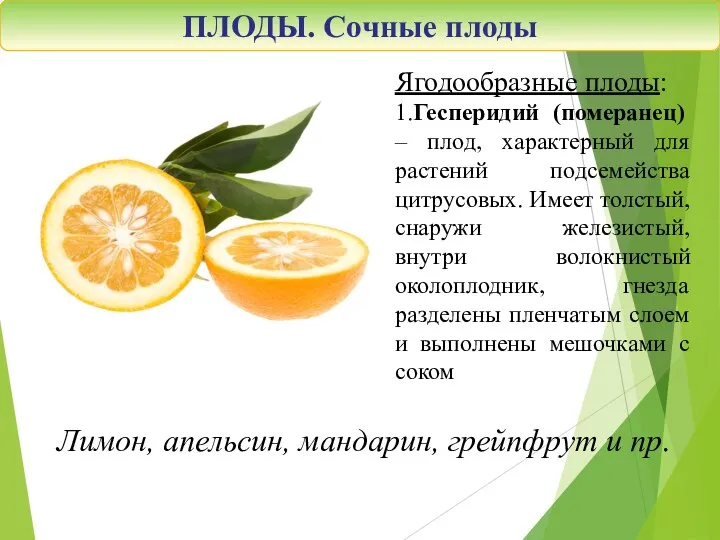 Ягодообразные плоды: 1.Гесперидий (померанец) – плод, характерный для растений подсемейства цитрусовых. Имеет