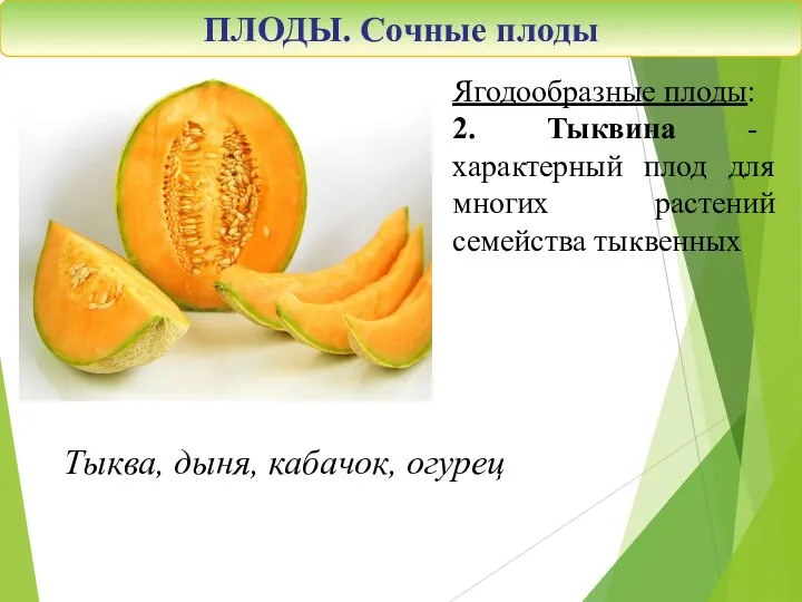 Ягодообразные плоды: 2. Тыквина - характерный плод для многих растений семейства тыквенных