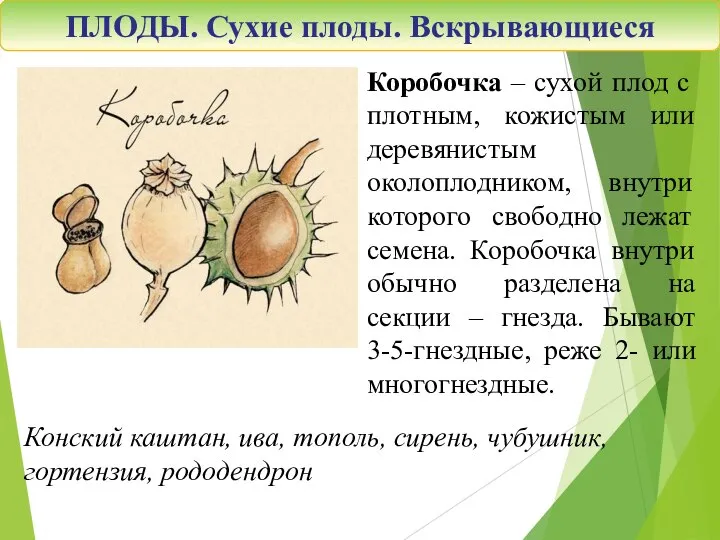 Коробочка – сухой плод с плотным, кожистым или деревянистым околоплодником, внутри которого