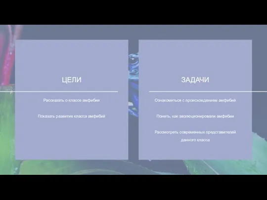 ЗАДАЧИ Ознакомиться с происхождением амфибий Понять, как эволюционировали амфибии Рассмотреть современных представителей