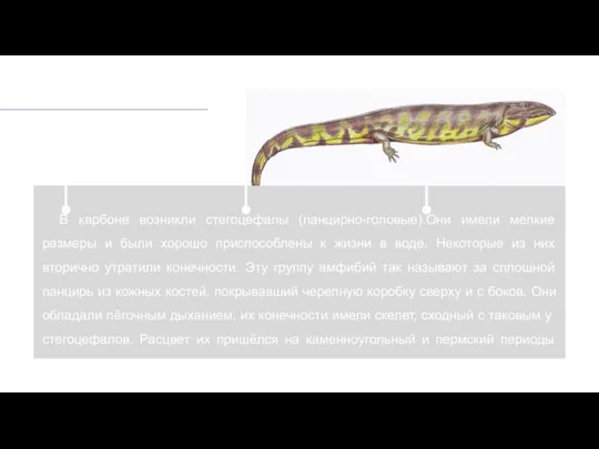 В карбоне возникли стегоцефалы (панцирно-головые).Они имели мелкие размеры и были хорошо приспособлены