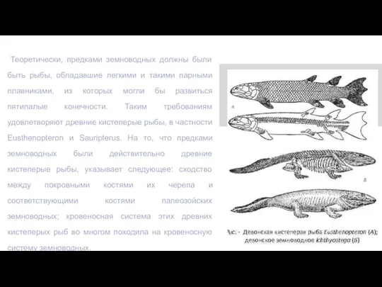 Список тем Теоретически, предками земноводных должны были быть рыбы, обладавшие легкими и