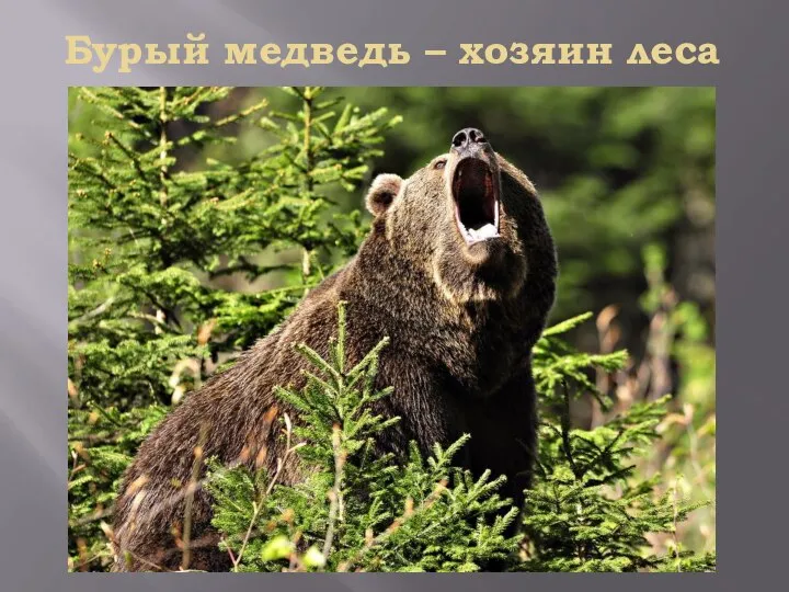 Бурый медведь – хозяин леса