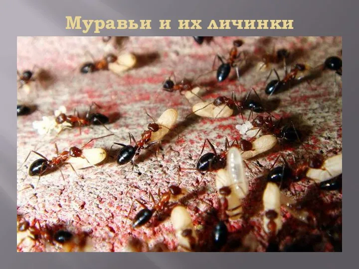 Муравьи и их личинки