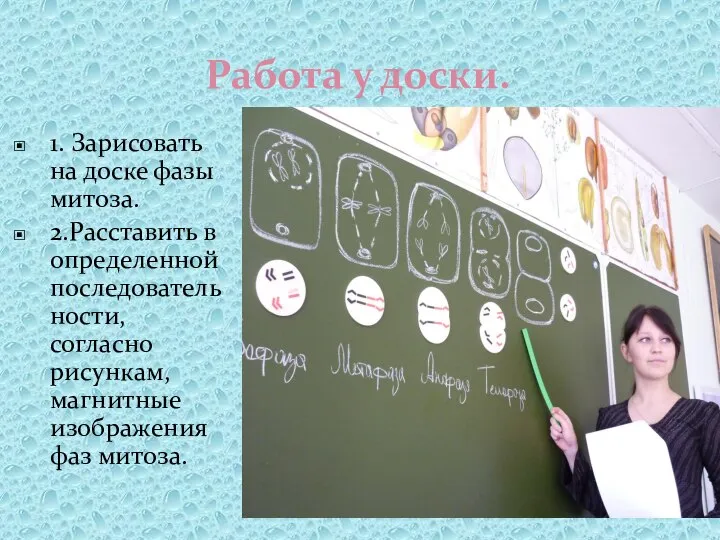 Работа у доски. 1. Зарисовать на доске фазы митоза. 2.Расставить в определенной